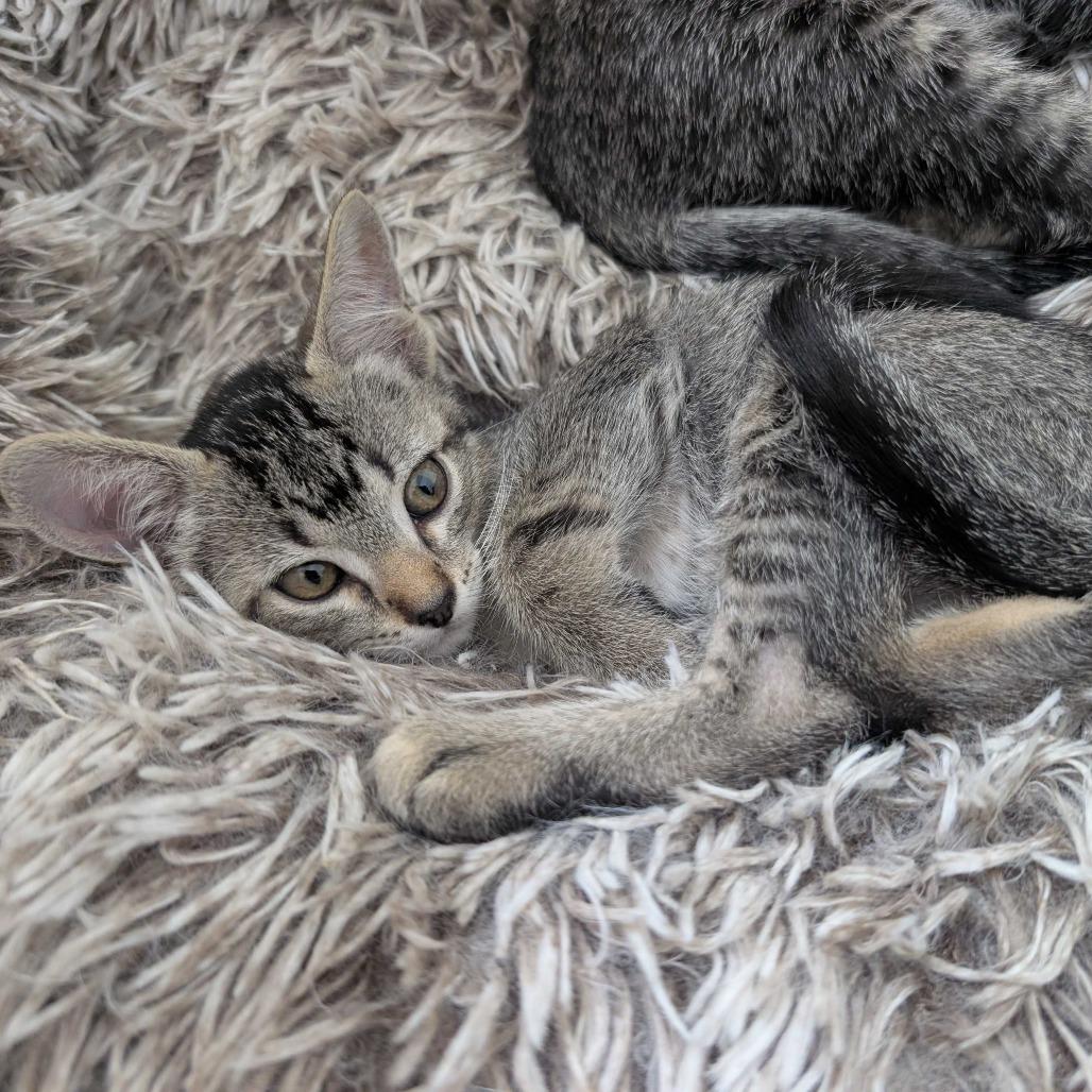 Enlarge Anna, a Adoptable Domestic Short Hair in Commerce City, CO image 6/6