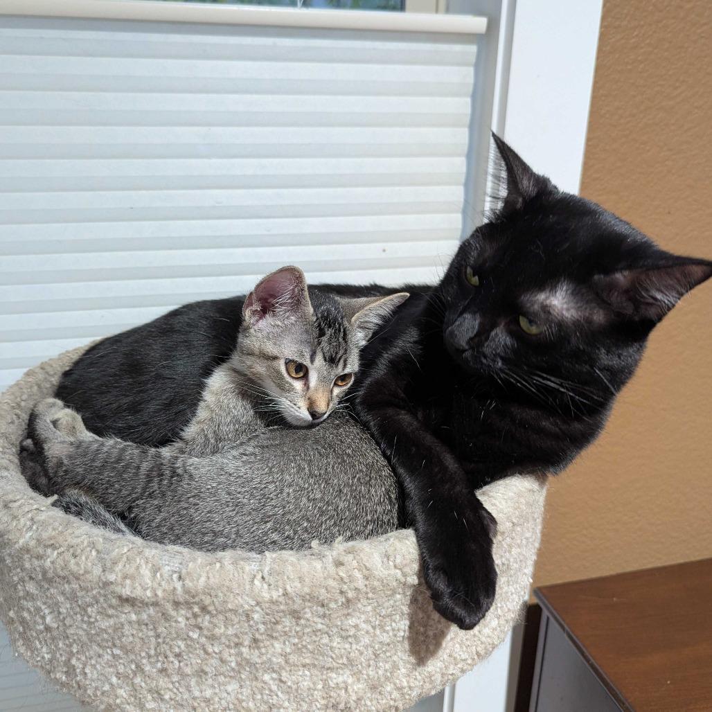 Enlarge Anna, a Adoptable Domestic Short Hair in Commerce City, CO image 4/6