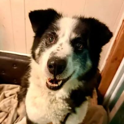 Scoobie, a ADOPTABLE mixed breed in Chugiak, AK image 1/2