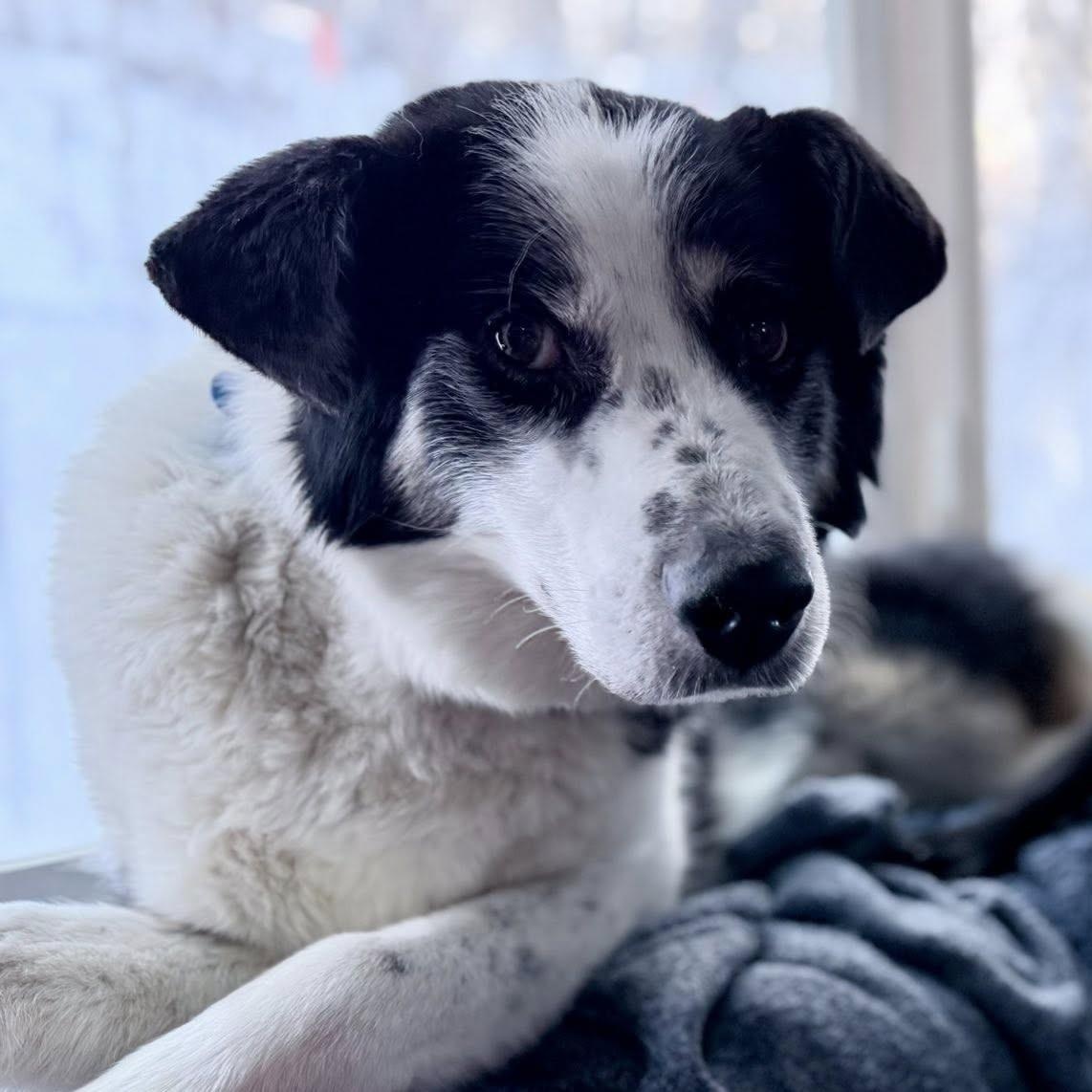 Scoobie, a ADOPTABLE mixed breed in Chugiak, AK image 2/2