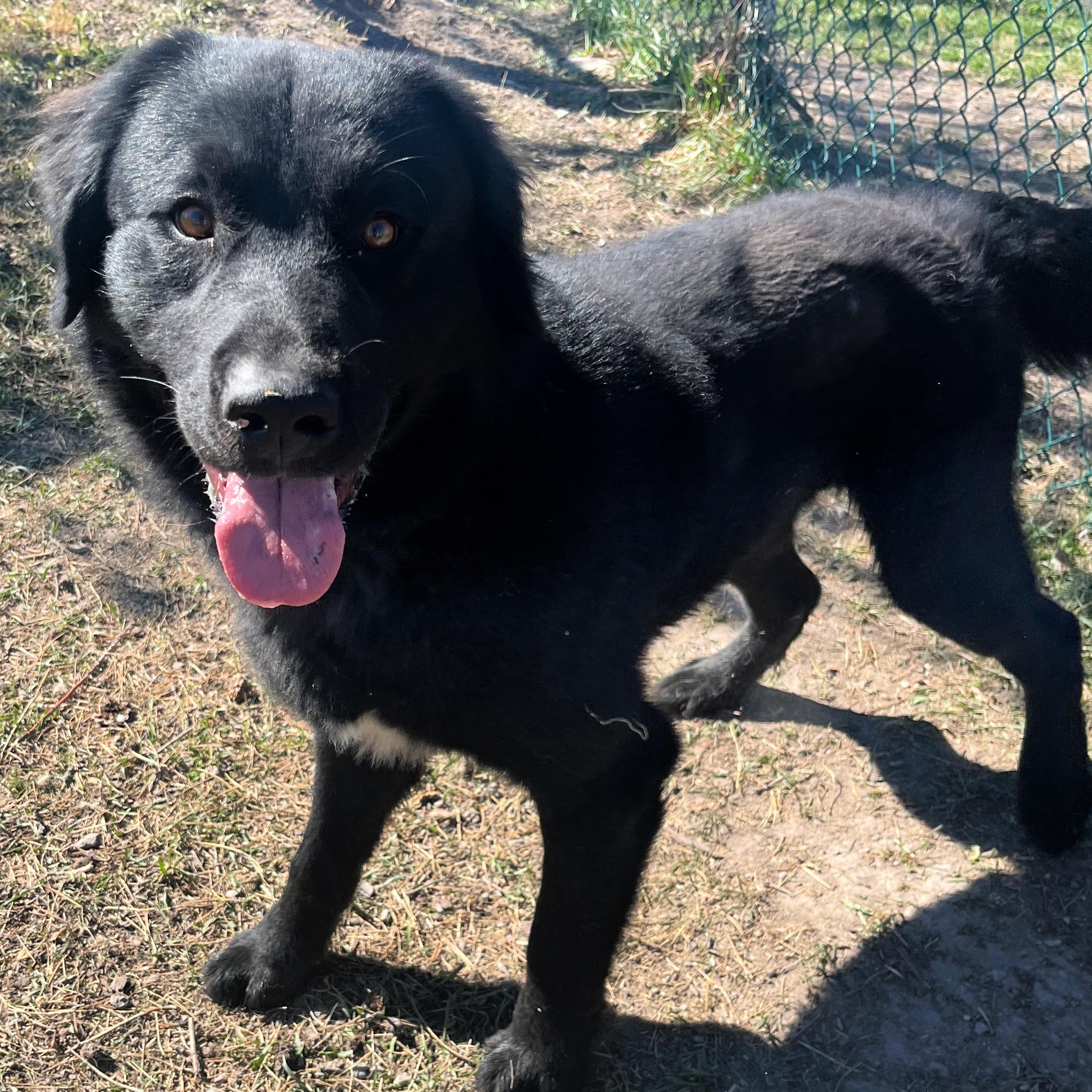 Enlarge Bear, a ADOPTABLE mixed breed in Lindon, UT image 3/5