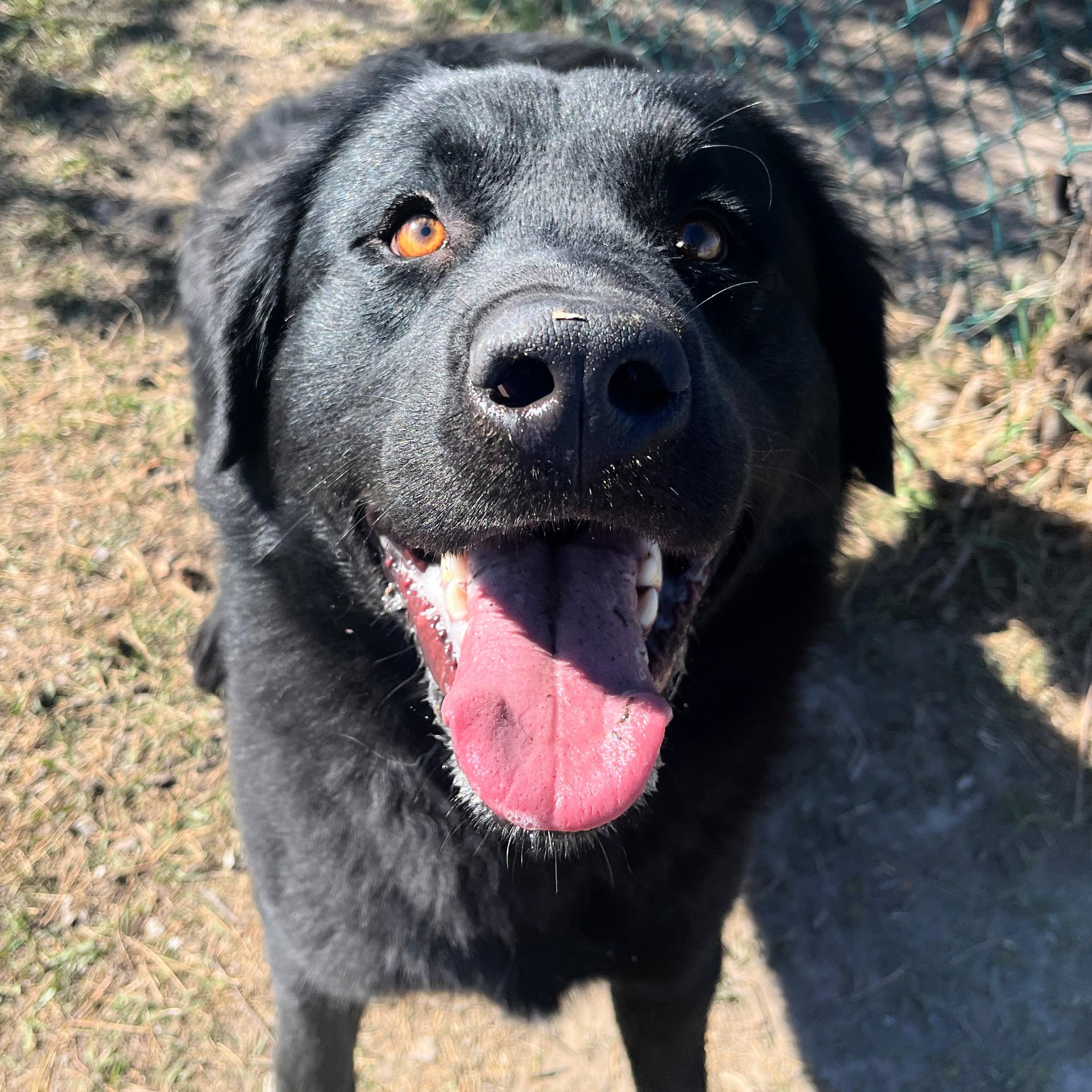 Enlarge Bear, a ADOPTABLE mixed breed in Lindon, UT image 5/5