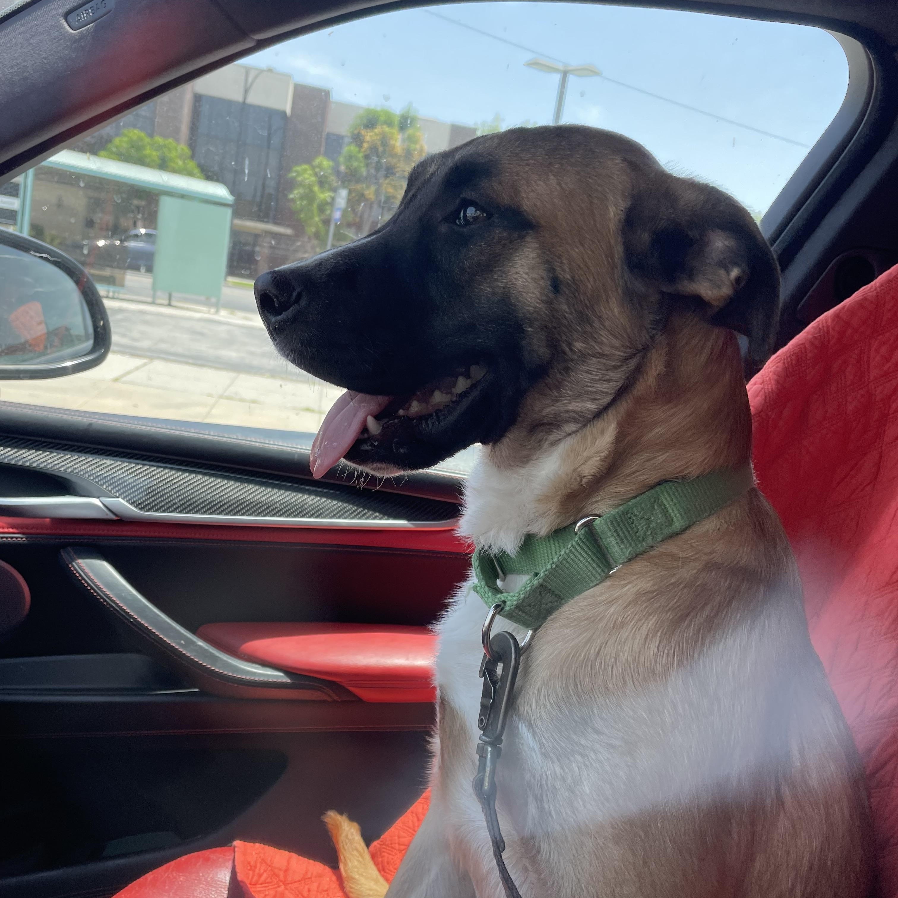 Enlarge Maverick, a Adoptable Belgian Shepherd / Malinois in Renton, WA image 6/6