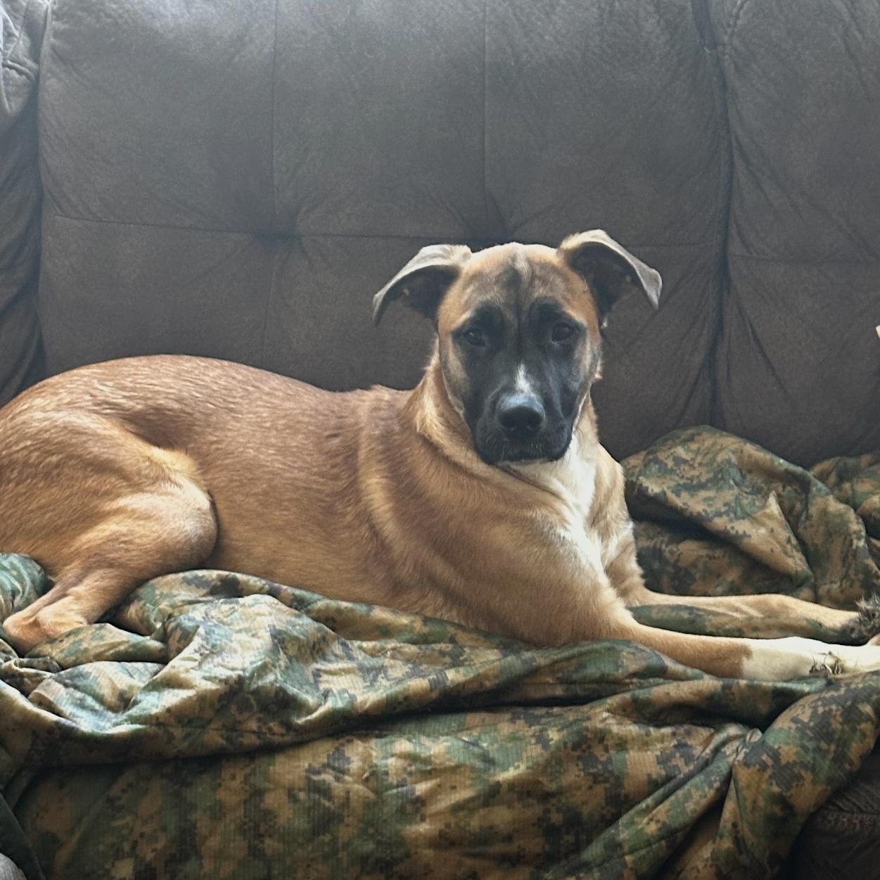 Maverick, a Adoptable Belgian Shepherd / Malinois in Rancho Cucamonga, CA image 1/5
