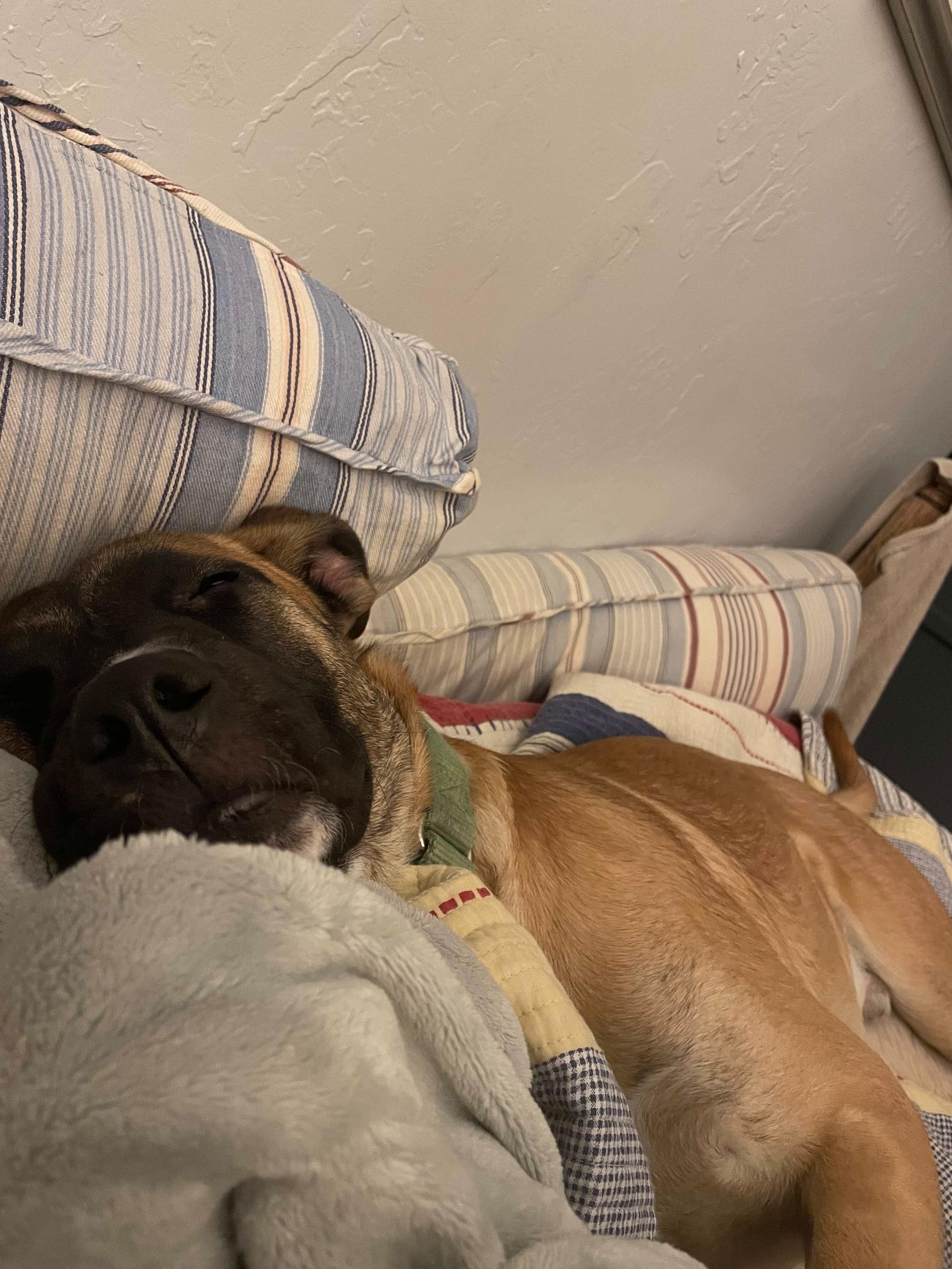 Maverick, a Adoptable Belgian Shepherd / Malinois in Rancho Cucamonga, CA image 4/5