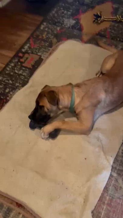 Enlarge Maverick, a Adoptable Belgian Shepherd / Malinois in Rancho Cucamonga, CA video 5/5