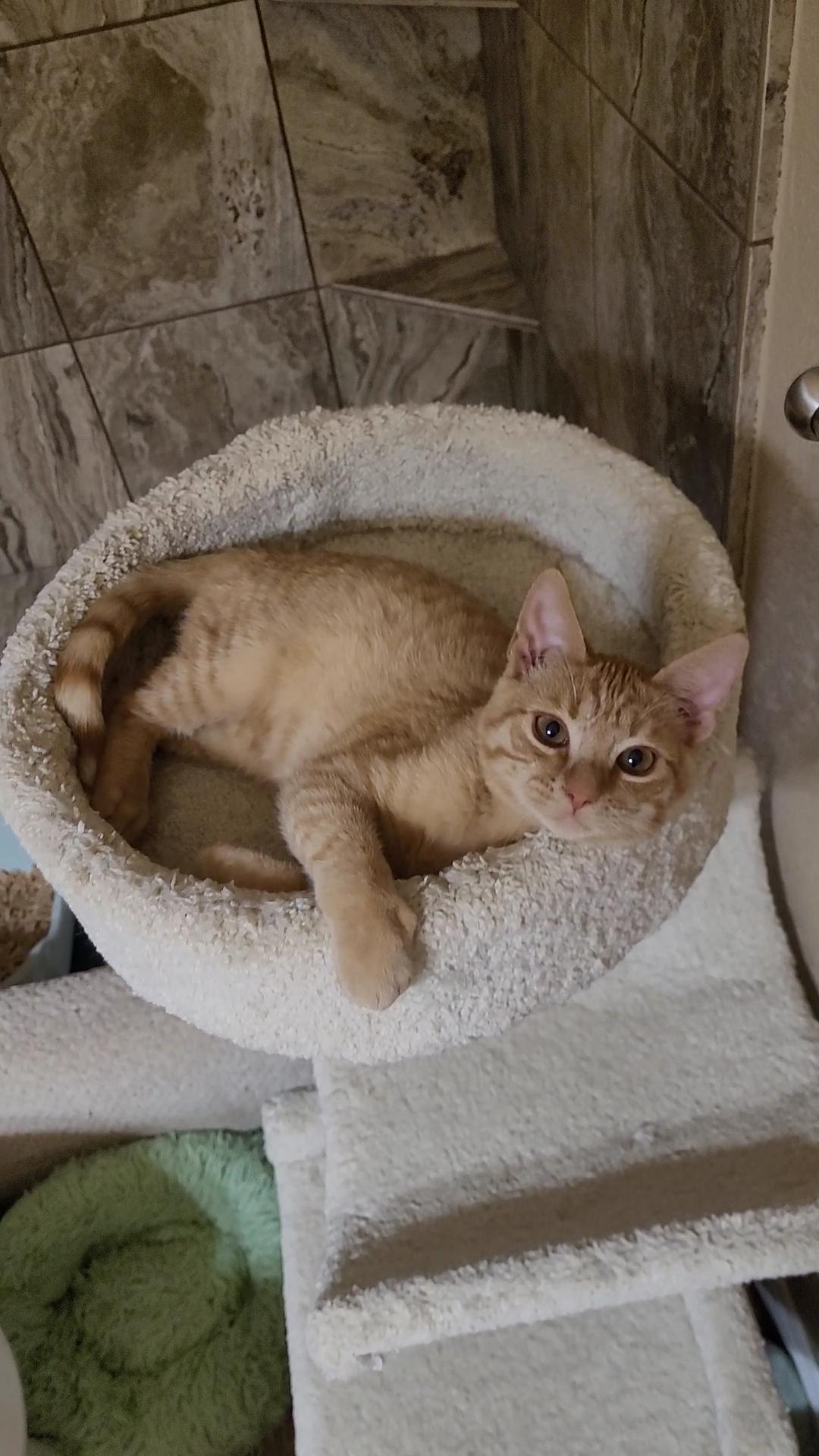 SAM I AM'S (x 4), a ADOPTABLE mixed breed in Escalon, CA image 3/6