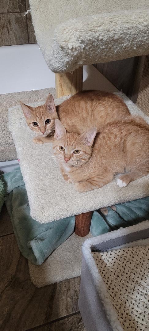 SAM I AM'S (x 4), a ADOPTABLE mixed breed in Escalon, CA image 6/6