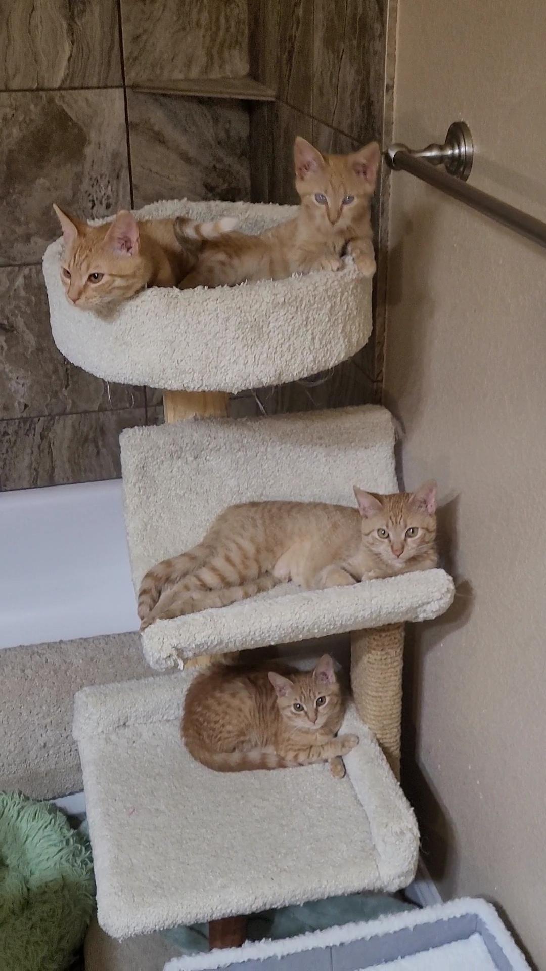 SAM I AM'S (x 4), ADOPTABLE, Kitten Male Tabby & Domestic Short Hair.