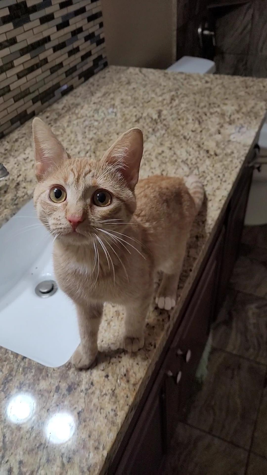 SAM I AM'S (x 4), a ADOPTABLE mixed breed in Escalon, CA image 4/6