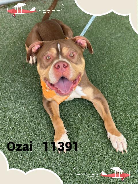OZAI