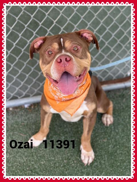 OZAI