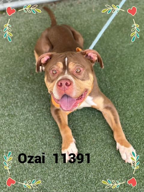 OZAI