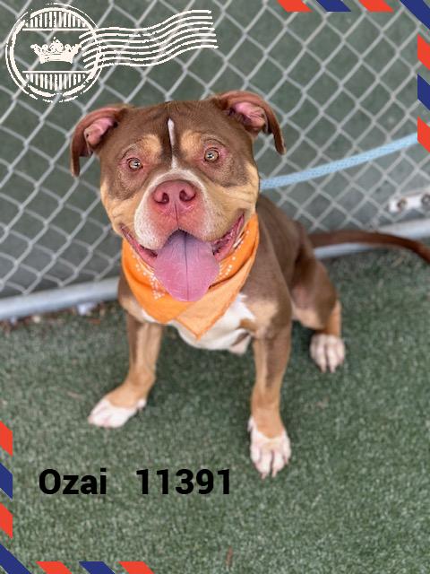 OZAI