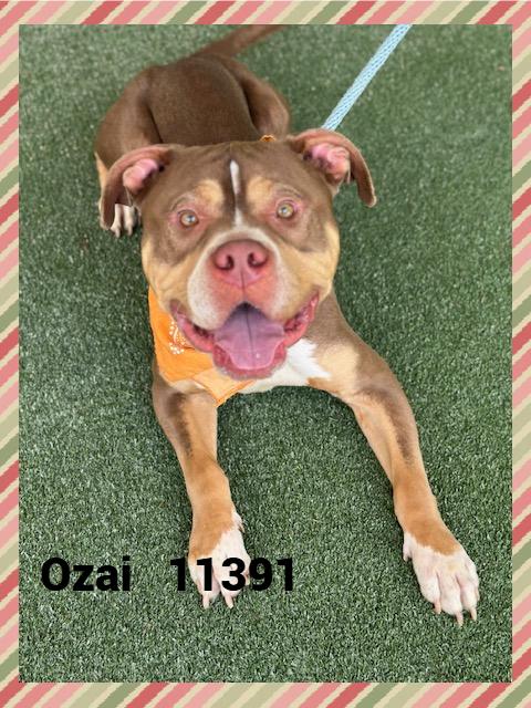 OZAI