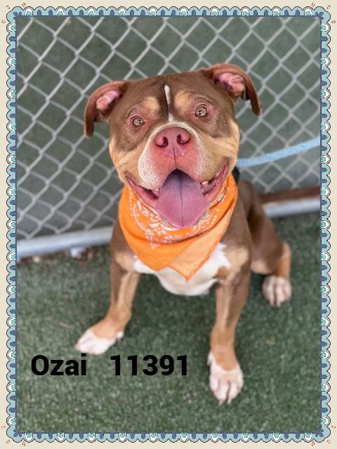 OZAI