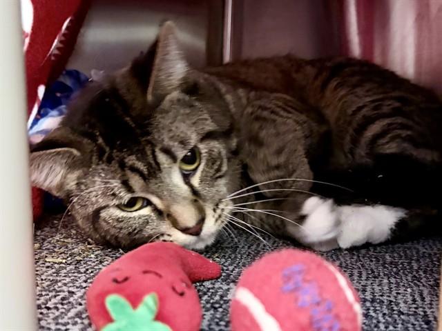 HULK, Adoptable, Young Male Domestic Short Hair.