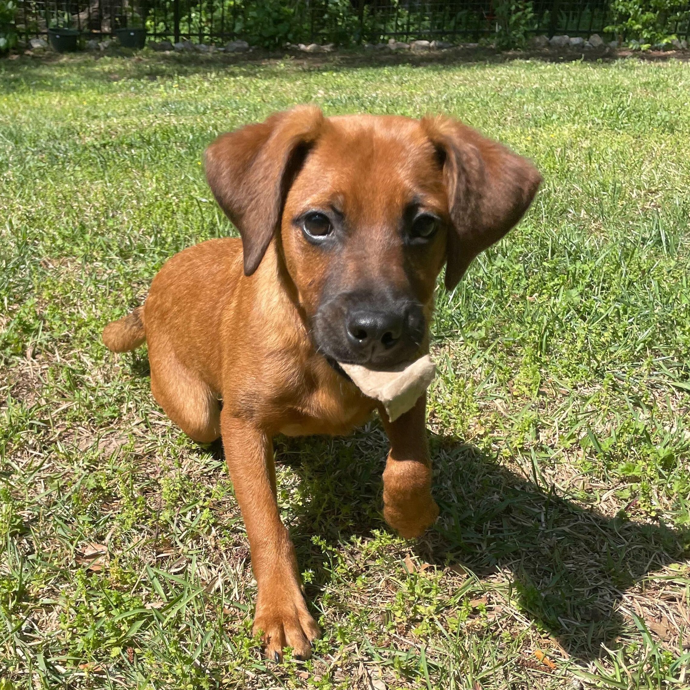 RUGER, ADOPTABLE, Puppy Male Spaniel & Hound.