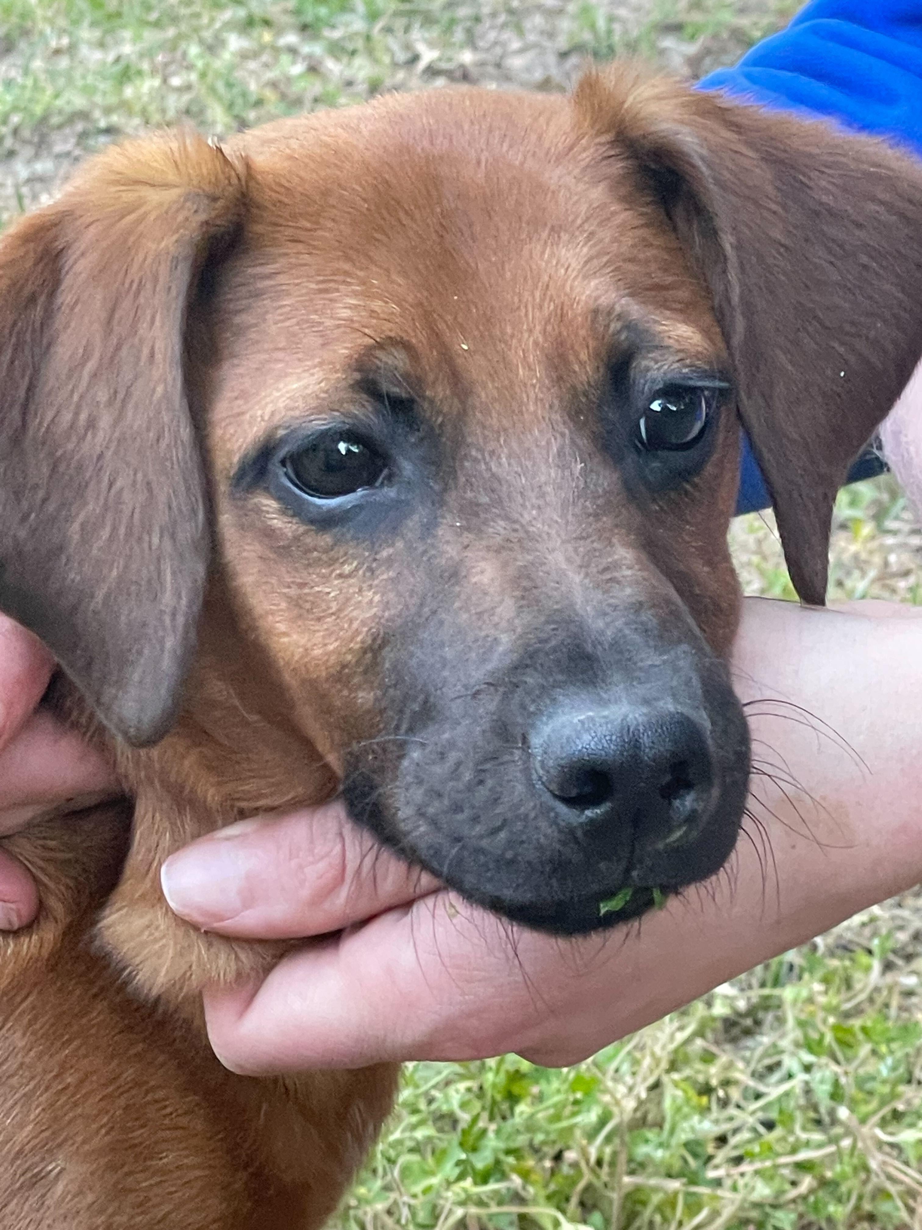 Enlarge RUGER, a ADOPTABLE mixed breed in Fuquay Varina, NC image 4/6