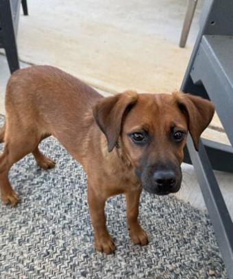 Enlarge RUGER, a ADOPTABLE mixed breed in Fuquay Varina, NC image 3/6
