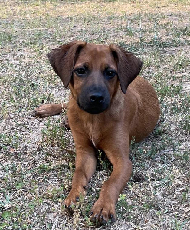 Enlarge RUGER, a ADOPTABLE mixed breed in Fuquay Varina, NC image 5/6