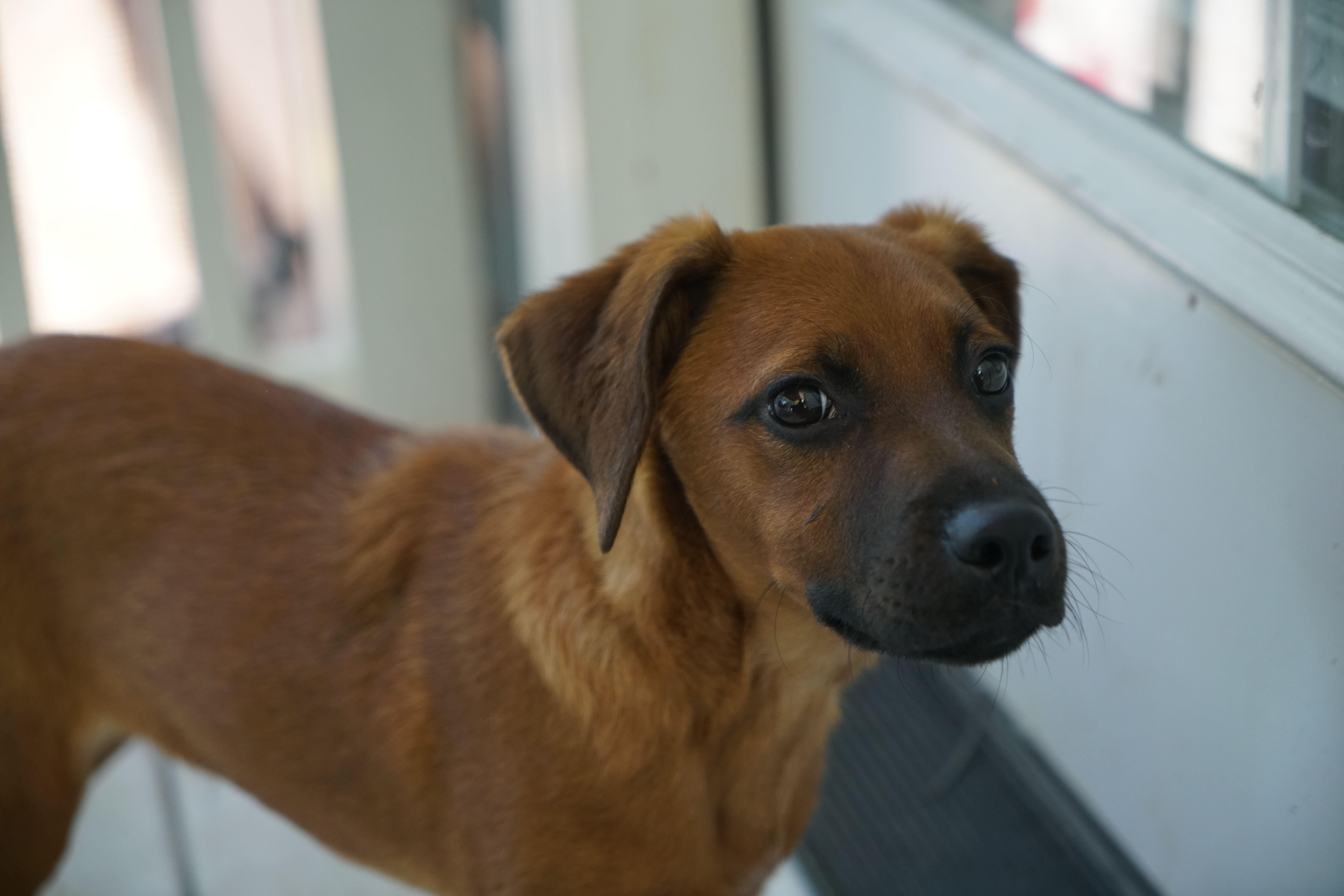 Enlarge RUGER, a ADOPTABLE mixed breed in Fuquay Varina, NC image 6/6