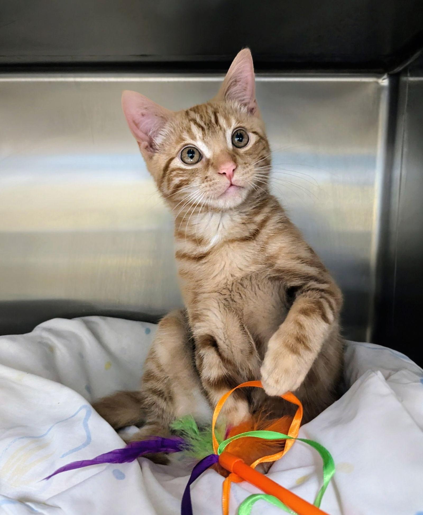 Victor Valentine, a Adopted Domestic Short Hair in Trenton, NJ image 1/3