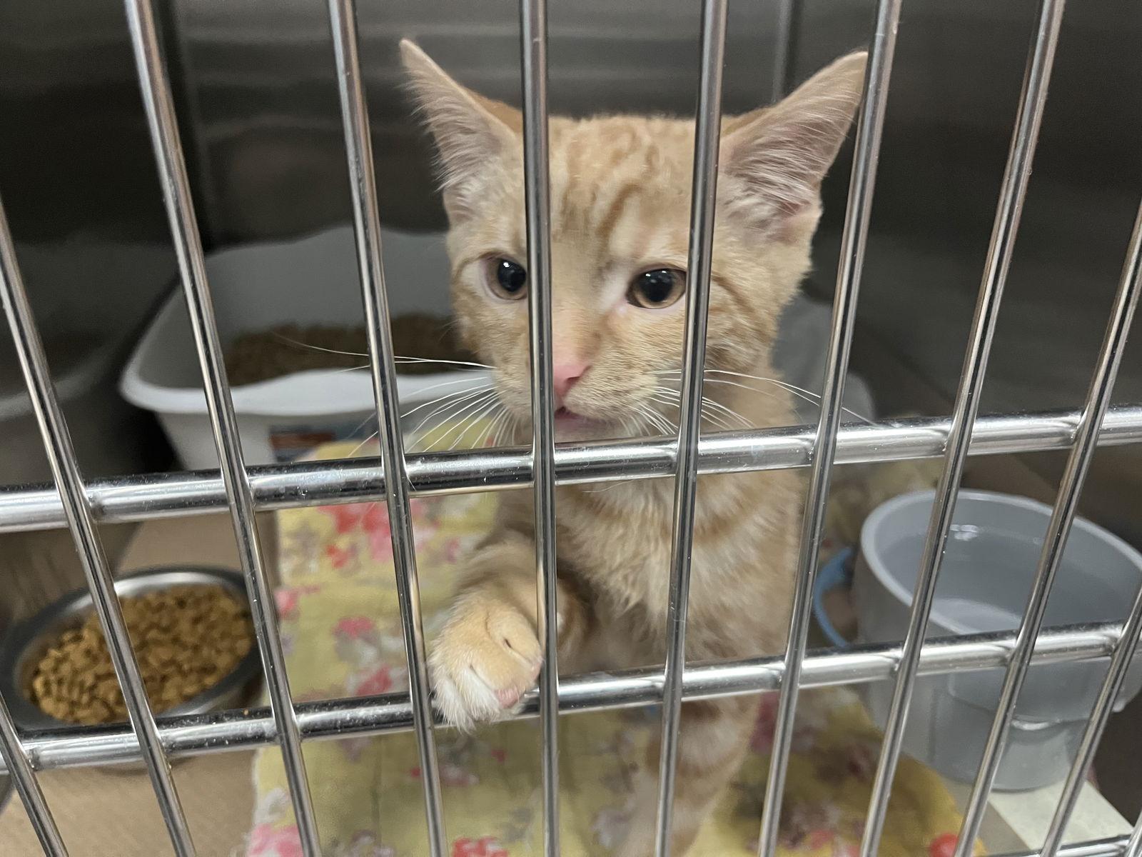 Victor Valentine, a Adopted Domestic Short Hair in Trenton, NJ image 2/3