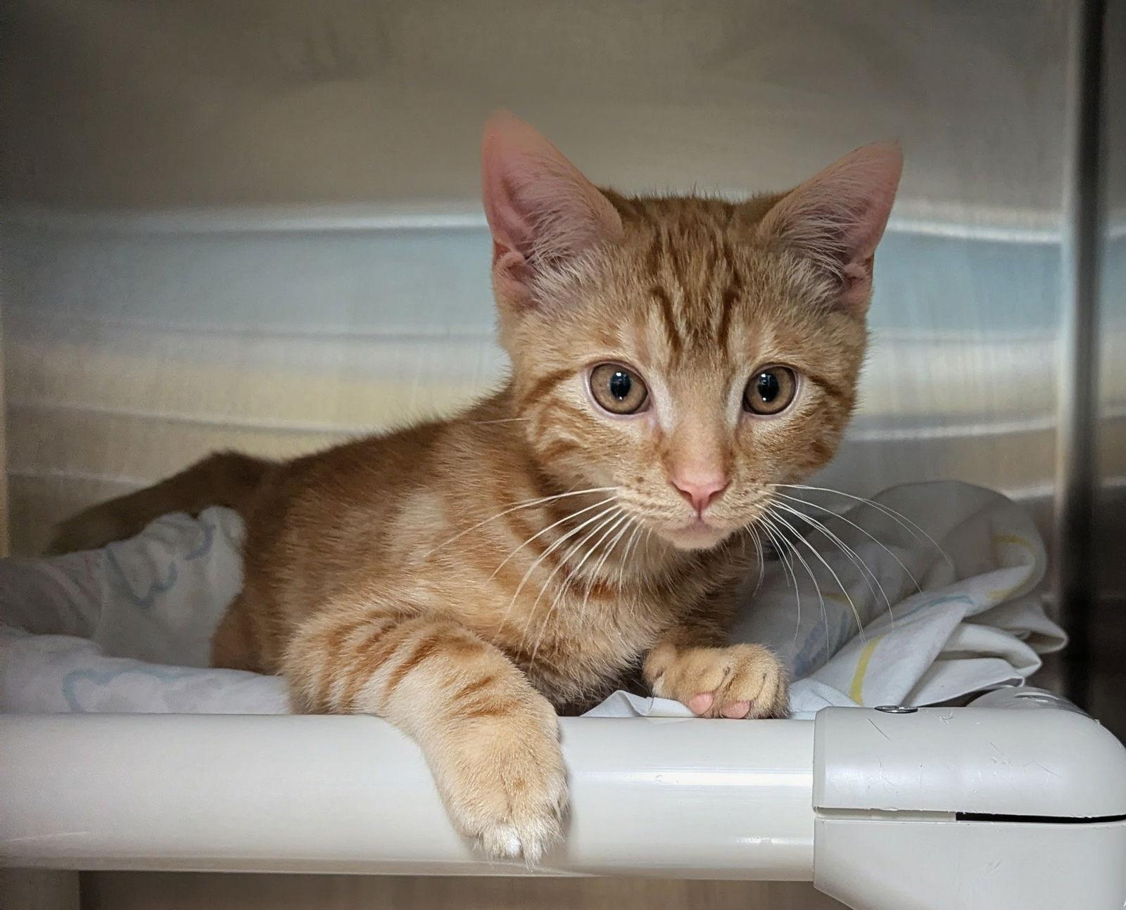 Victor Valentine, a Adopted Domestic Short Hair in Trenton, NJ image 3/3