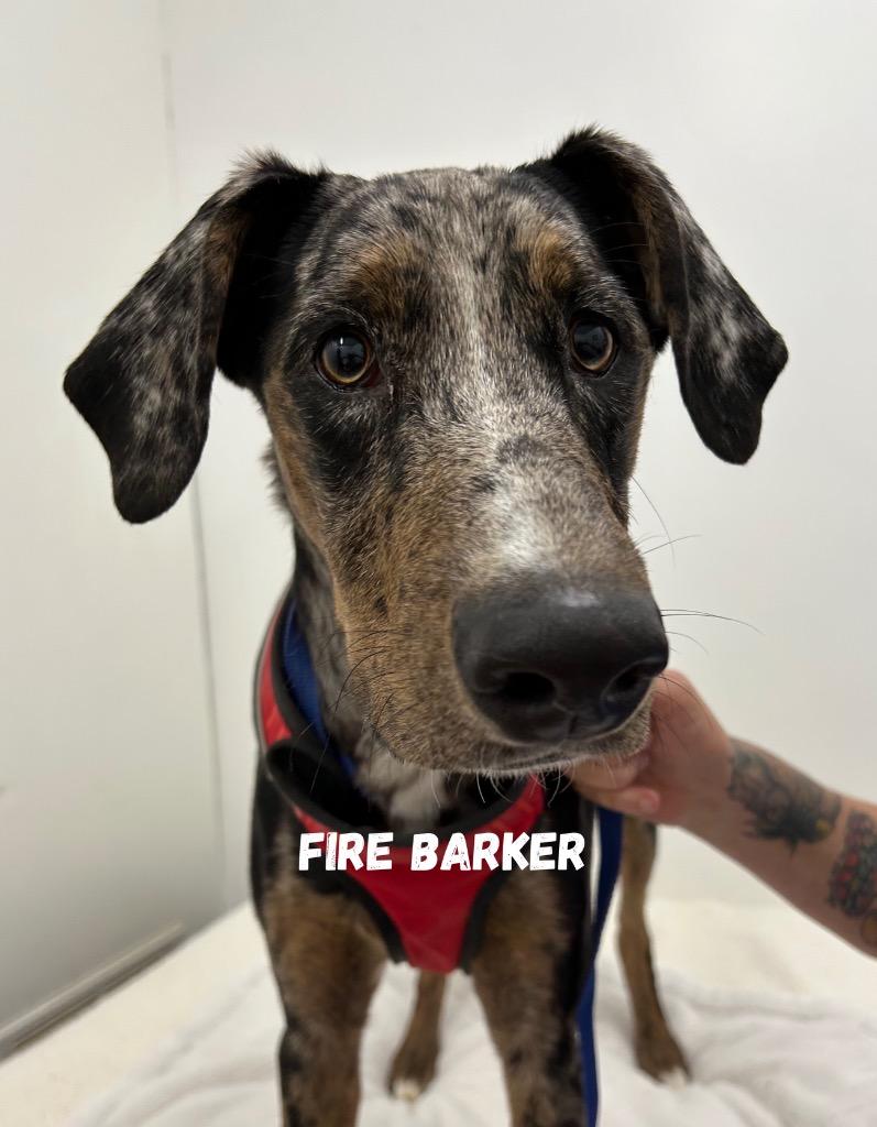 Fire Barker, Adoptable, Young Male Catahoula Leopard Dog & Poodle.