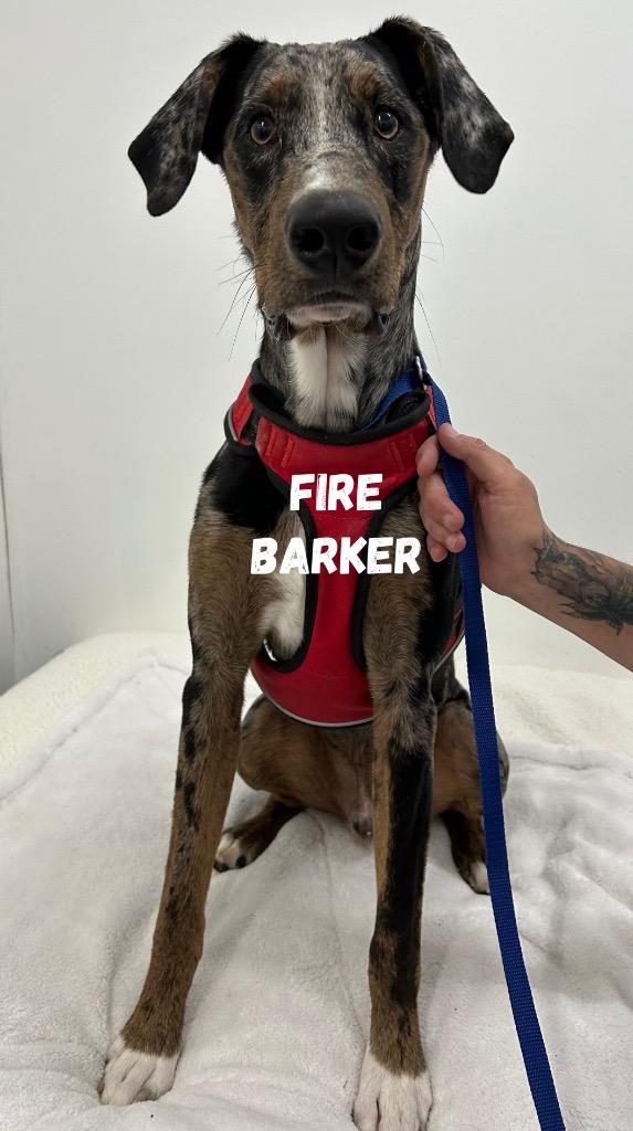 Fire Barker thumbnail 2