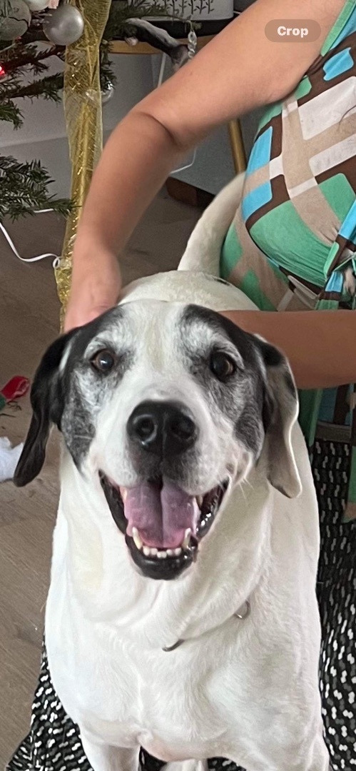 Romeo, Adoptable, Adult Male Pointer.