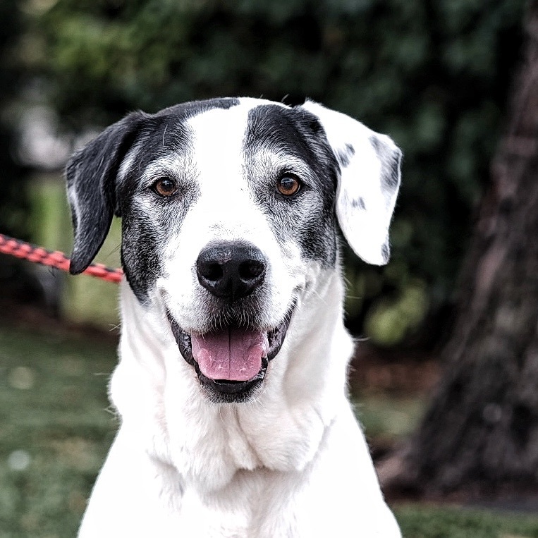 Romeo, Adoptable, Adult Male Pointer.
