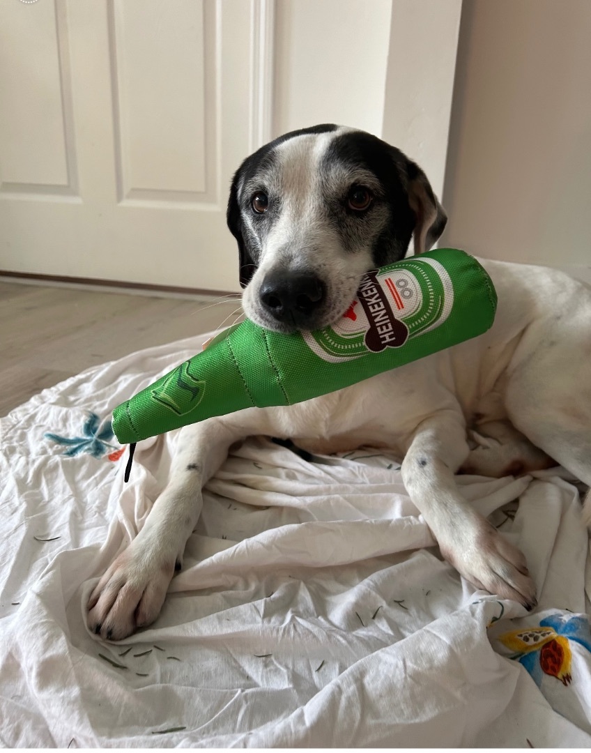 Romeo, Adoptable, Adult Male Pointer.