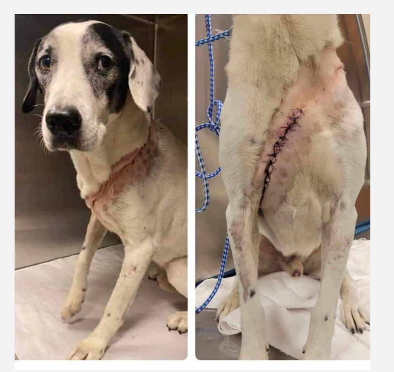 Romeo, a Adoptable Pointer in Palm City, FL image 4/4