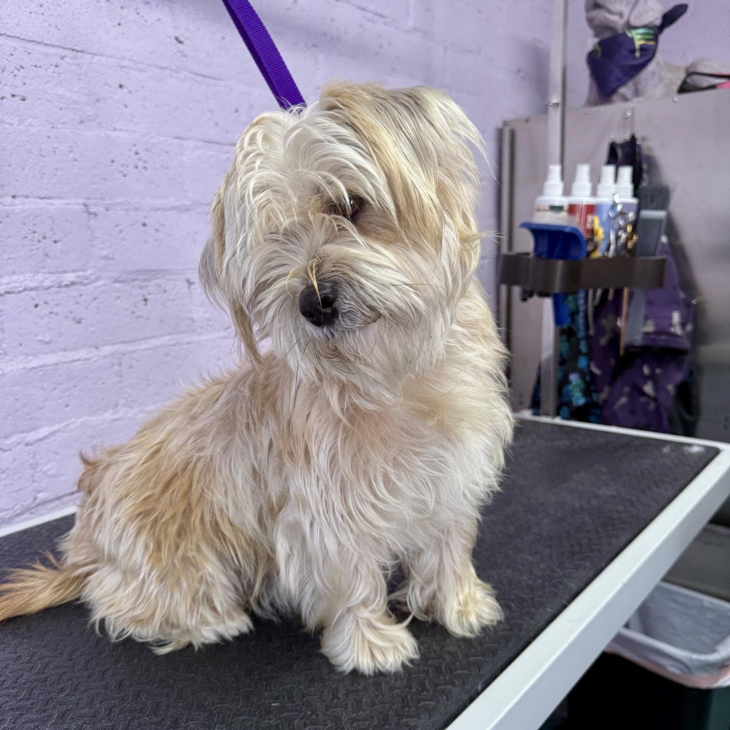 Enlarge Rocky, a ADOPTABLE mixed breed in modesto, CA image 4/6