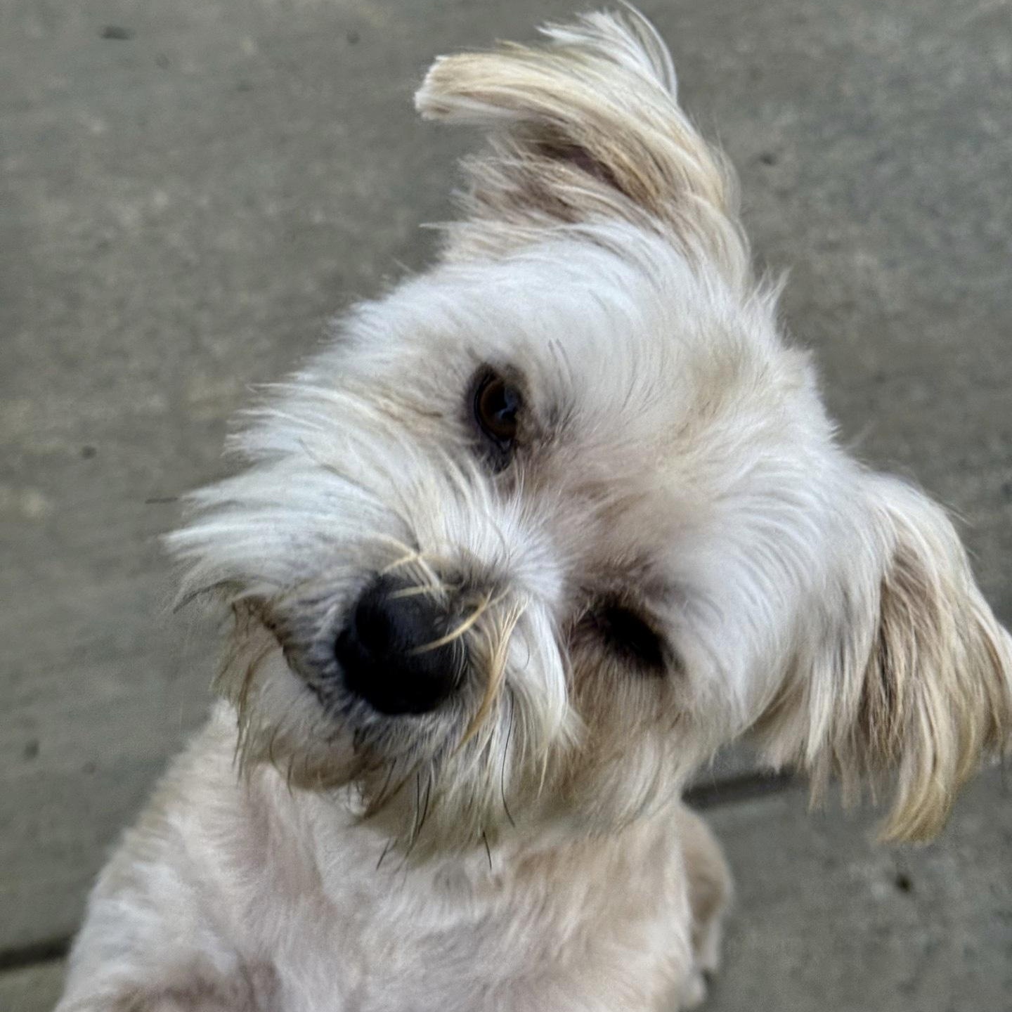 Enlarge Rocky, a ADOPTABLE mixed breed in modesto, CA image 6/6