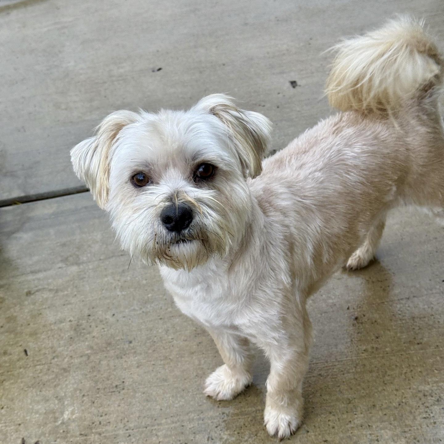 Enlarge Rocky, a ADOPTABLE mixed breed in modesto, CA image 1/6