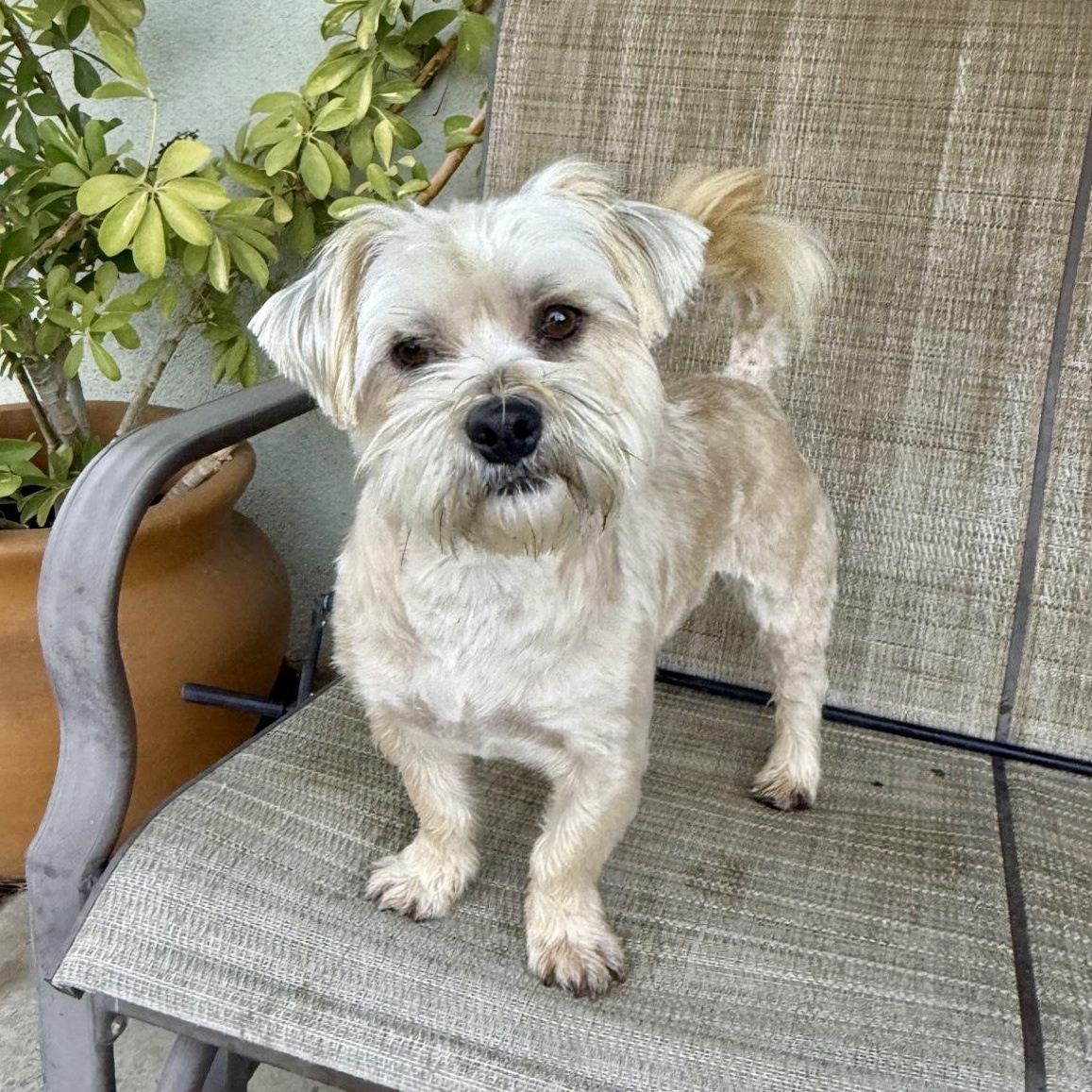 Enlarge Rocky, a ADOPTABLE mixed breed in modesto, CA image 5/6