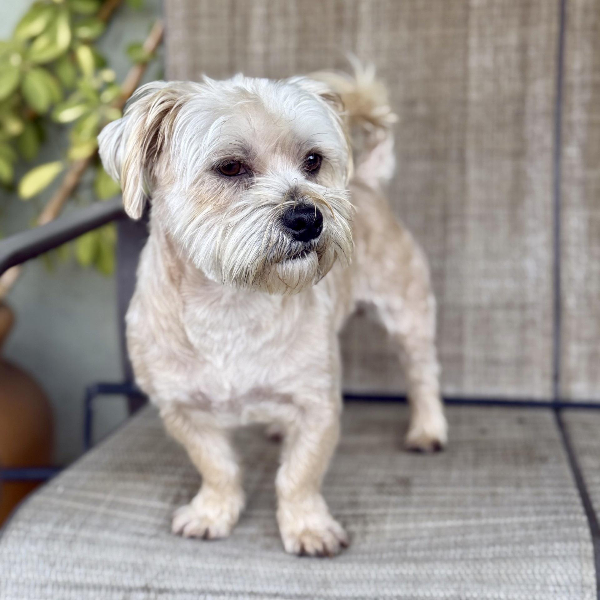 Enlarge Rocky, a ADOPTABLE mixed breed in modesto, CA image 3/6