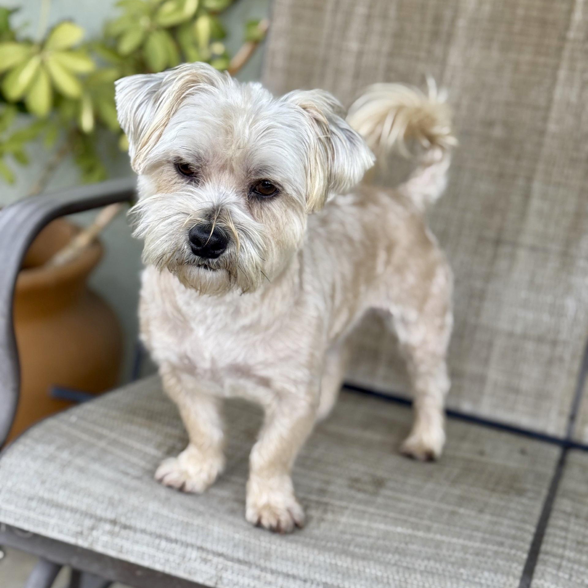 Enlarge Rocky, a ADOPTABLE mixed breed in modesto, CA image 2/6