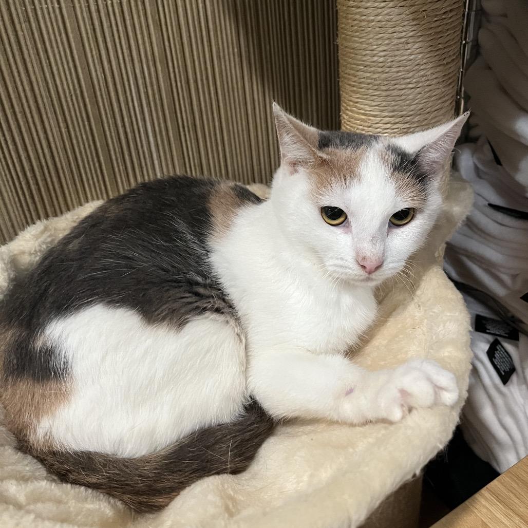 Enlarge Dinah, a Adoptable Domestic Short Hair in Pasadena , MD image 1/2