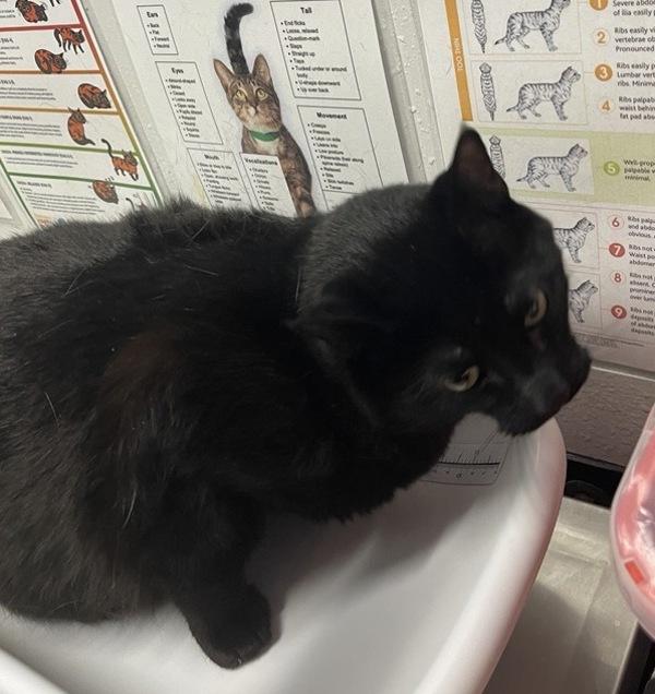 Shadow, Adoptable, Adult Male Domestic Short Hair.