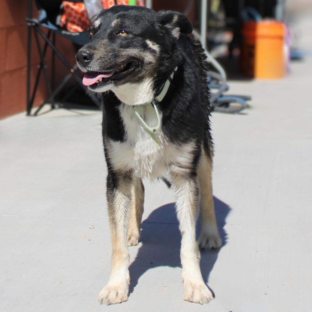 Enlarge Maui, a Adoptable Mixed Breed in Las Cruces, NM image 1/5