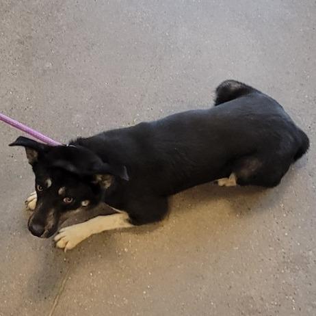 Enlarge Maui, a Adoptable Mixed Breed in Las Cruces, NM image 1/6