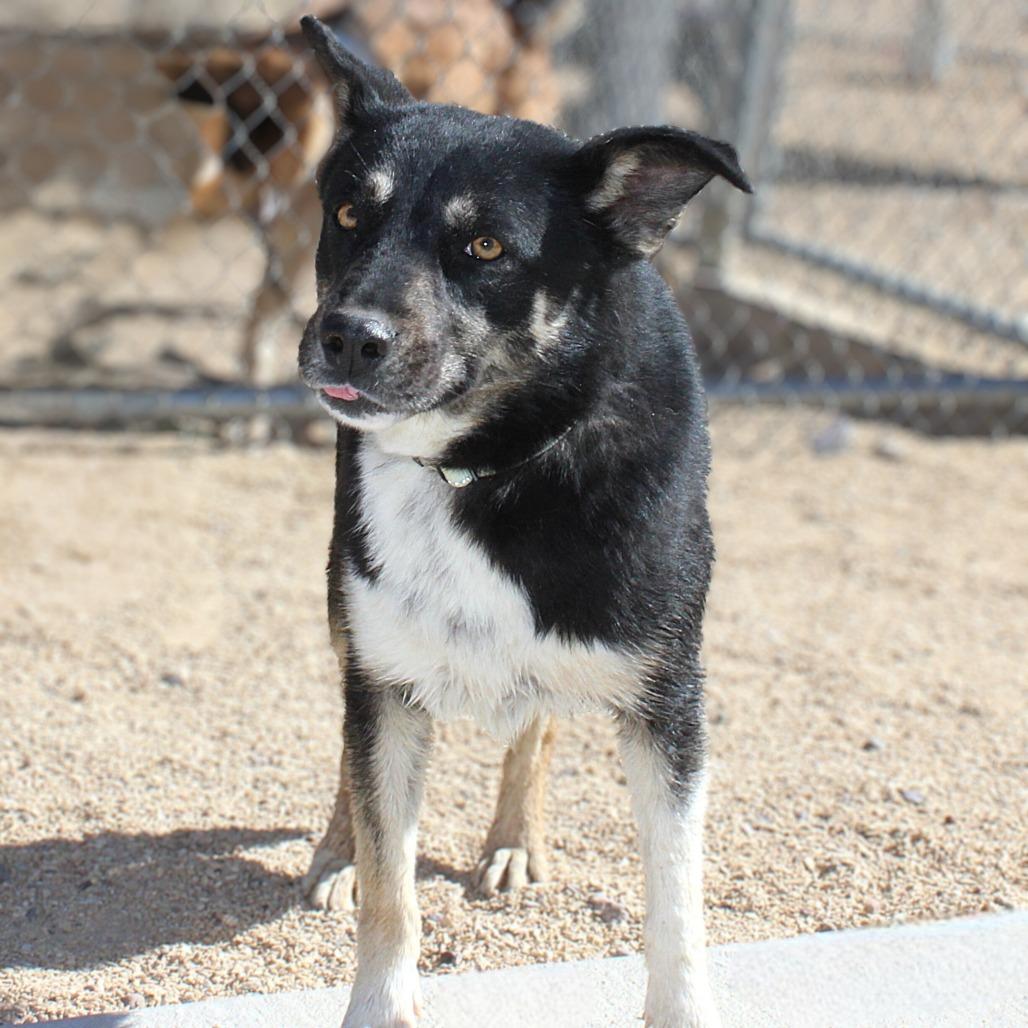 Enlarge Maui, a Adoptable Mixed Breed in Las Cruces, NM image 2/5