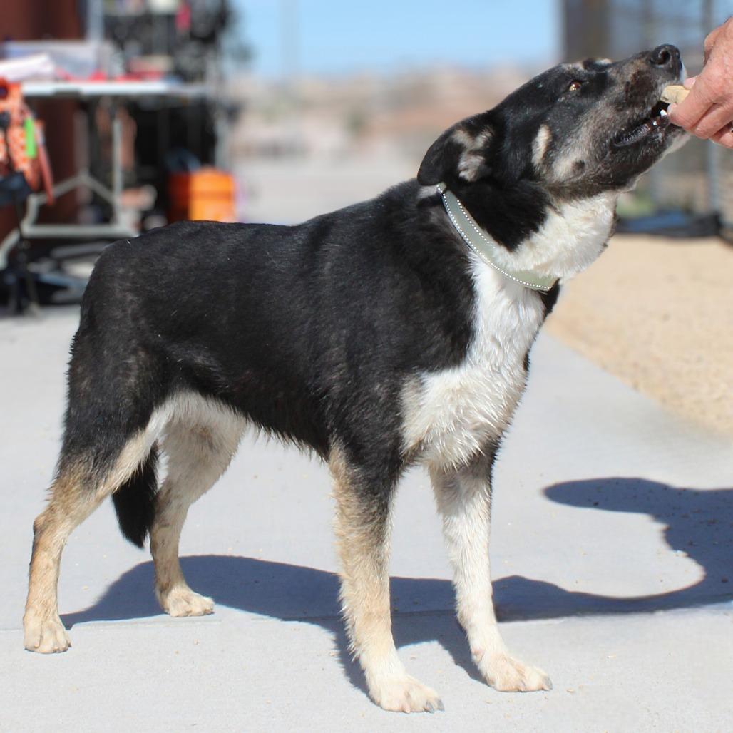 Enlarge Maui, a Adoptable Mixed Breed in Las Cruces, NM image 3/5
