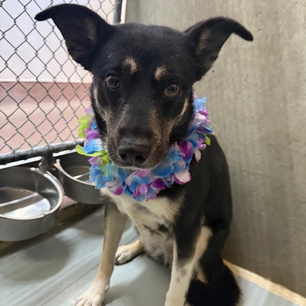 Enlarge Maui, a Adoptable Mixed Breed in Las Cruces, NM image 2/6