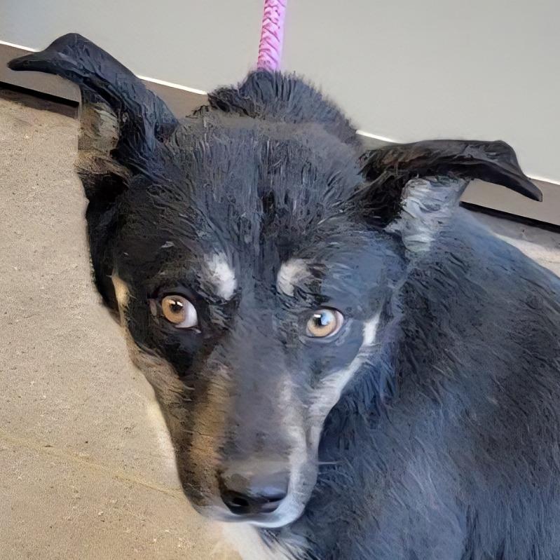 Enlarge Maui, a Adoptable Mixed Breed in Las Cruces, NM image 3/6