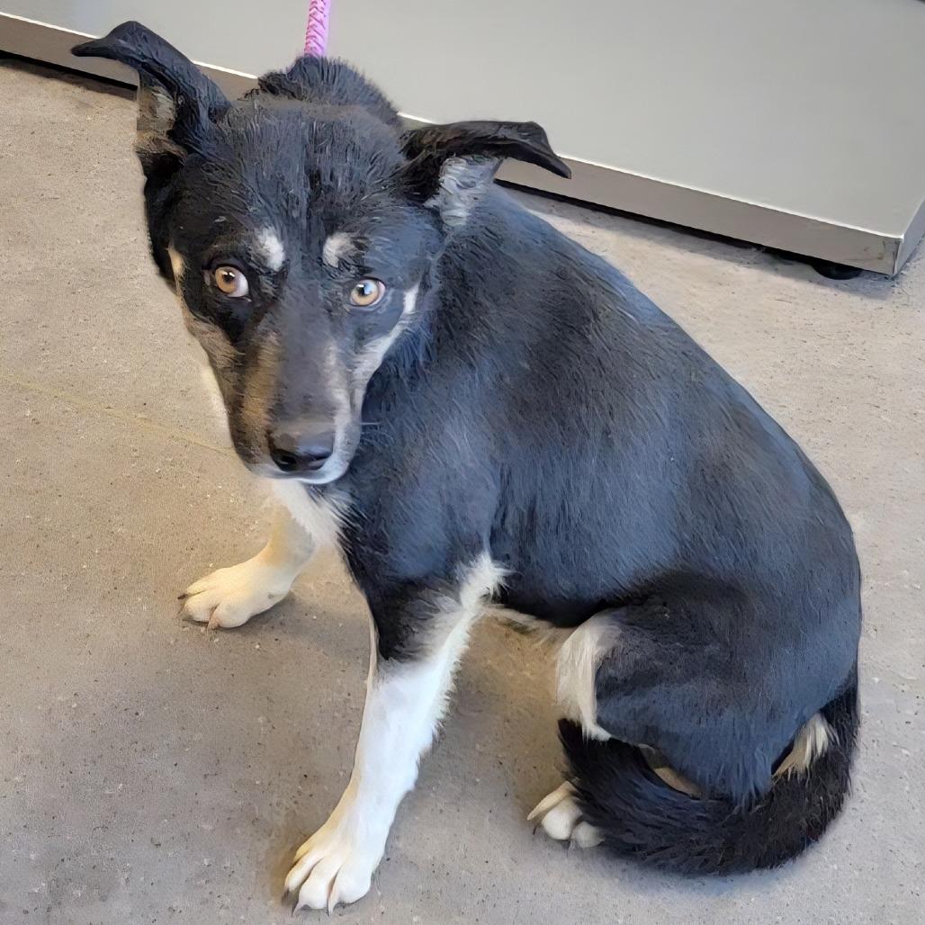 Enlarge Maui, a Adoptable Mixed Breed in Las Cruces, NM image 4/6